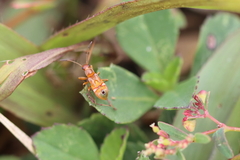 Heteroptera