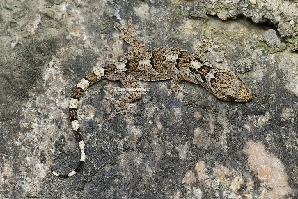 Mell's Gecko