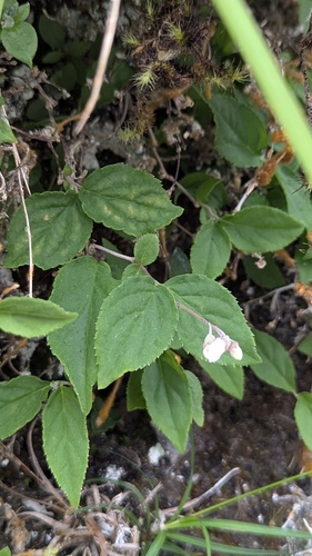 Deutzia taiwanensis, photograph 5