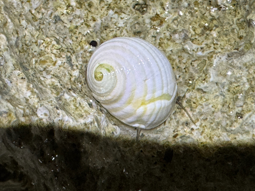 Nerita plicata observed 2026-05-26