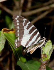 Graphium nomius