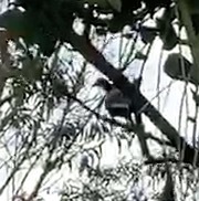 Patagioenas fasciata