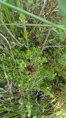 Vaccinium macrocarpon