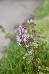 Lamium amplexicaule