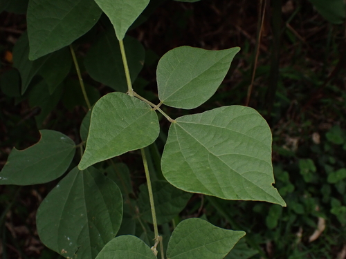Dunbaria podocarpa iNat (1)