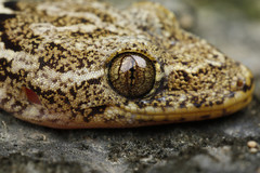 Mell's Gecko photo 2