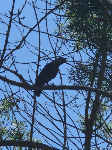 Eurasian Jackdaw