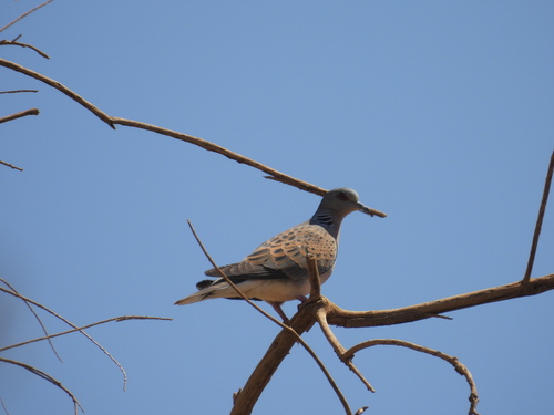 European Turtle-Dove