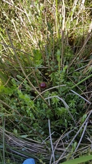 Vaccinium macrocarpon
