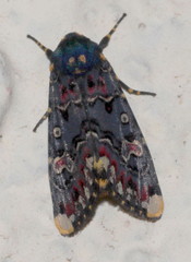 Polytela gloriosae