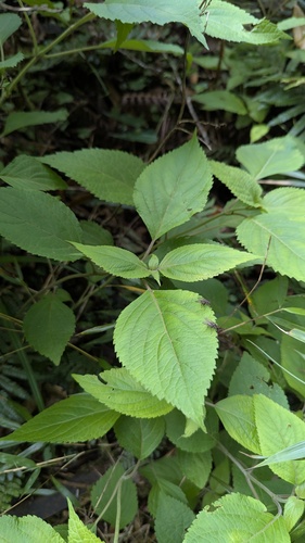 Collinsonia macrobracteata, photograph 2