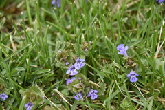 Glechoma hederacea