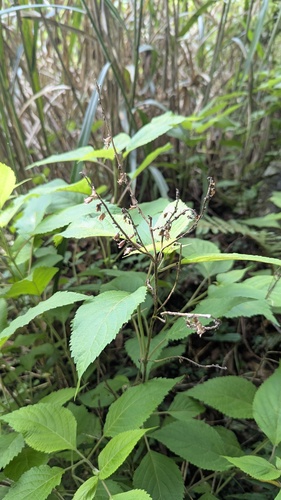 Collinsonia macrobracteata