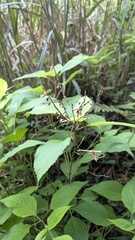Collinsonia macrobracteata
