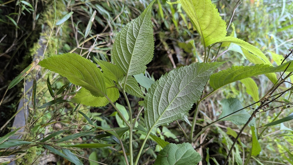 Collinsonia macrobracteata; photograph (c) Cheng-Te Hsu, some rights reserved (CC BY)