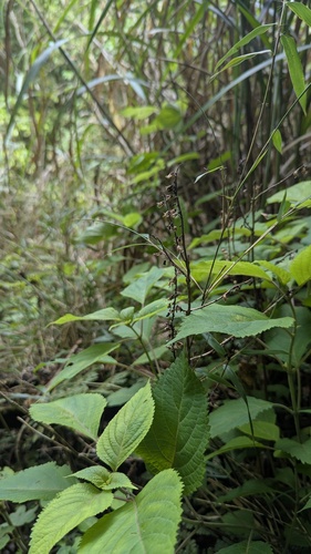 Collinsonia macrobracteata, photograph 3