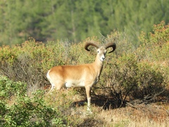 Ovis gmelini ophion