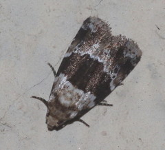 Eustrotiinae