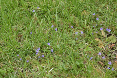 Glechoma hederacea