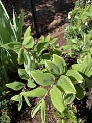 Polygonatum odoratum pluriflorum