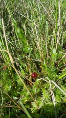 Vaccinium macrocarpon