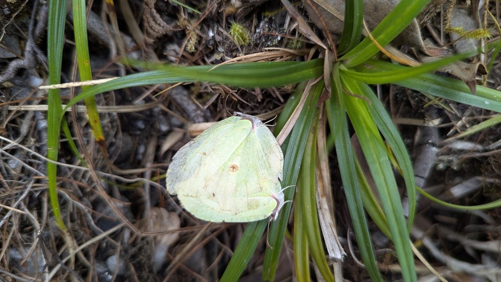 Gonepteryx taiwana