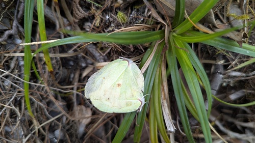 Gonepteryx taiwana