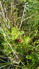 Vaccinium macrocarpon