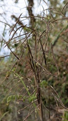Yushania niitakayamensis, photograph (c) Cheng-Te Hsu, some rights reserved (CC BY)