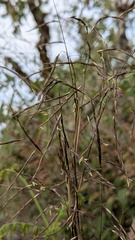 Yushania niitakayamensis, photograph (c) Cheng-Te Hsu, some rights reserved (CC BY)