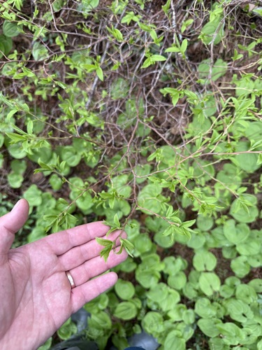 Vaccinium smallii iNat (3)