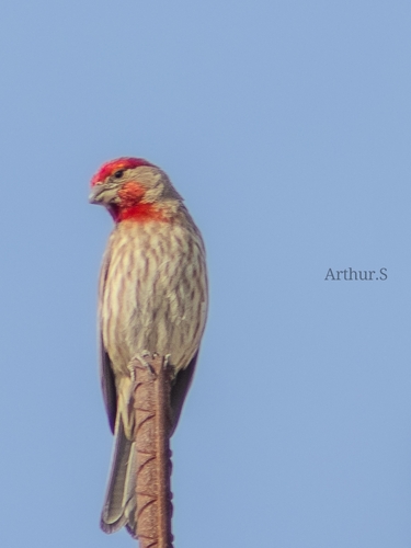 House Finch
