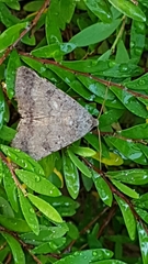 Pandesma
