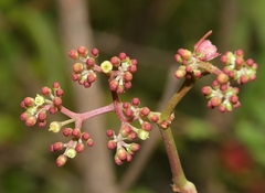 Cissus elongata