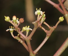 Cissus elongata