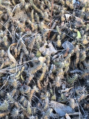 Opuntia curassavica