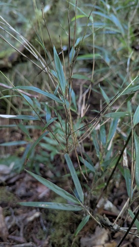 Yushania niitakayamensis, photograph 3