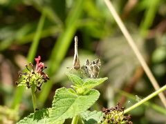 Heliopetes domicella