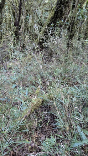 Yushania niitakayamensis, photograph 2