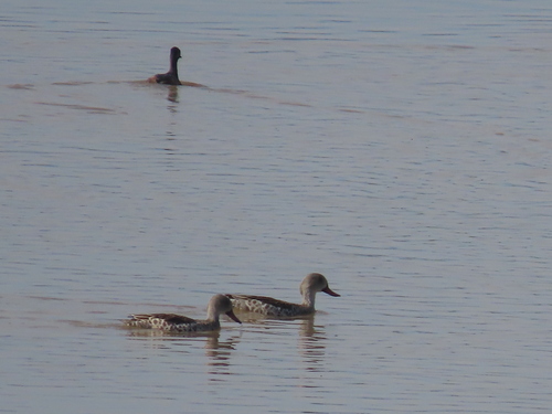 iNaturalist image