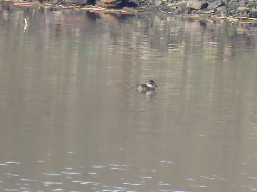 iNaturalist image