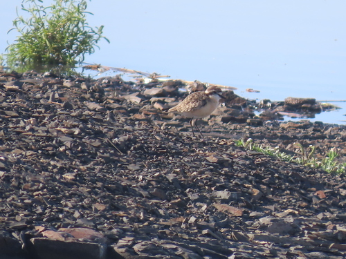 iNaturalist: (c) Nicolaas Myburgh, some rights reserved (CC BY-NC), uploaded by Nicolaas Myburgh iNaturalist image
