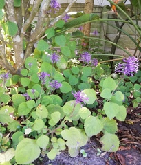 Plectranthus ambiguus