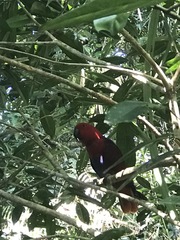 Eclectus roratus