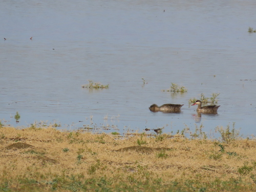 iNaturalist image