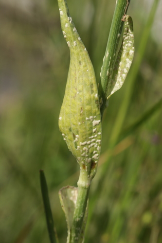 Pustula tragopogonis, 2026-05-24