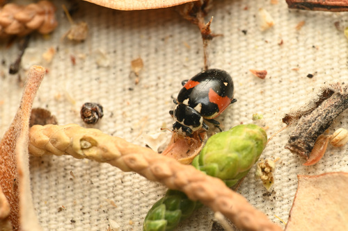 Hippodamia apicalis photo 4