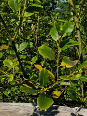 Salix apennina