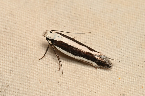 Aroga morenella photo 4