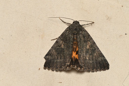 Catocala chelidonia photo 5